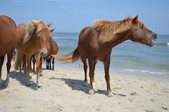 Assateague Island National Seashore- Beaches of Virginia