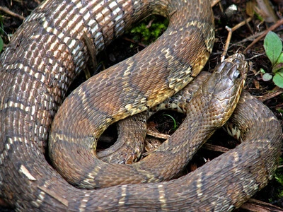 North Water Snake