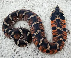 An Eastern Hognose Snake on Assateague