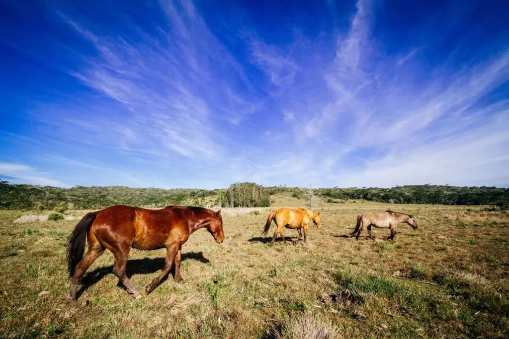 Wild Horses of Assateague