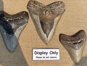 Explore Shark Teeth at Shark Tooth Island near Virginia. The image shows shark teeth