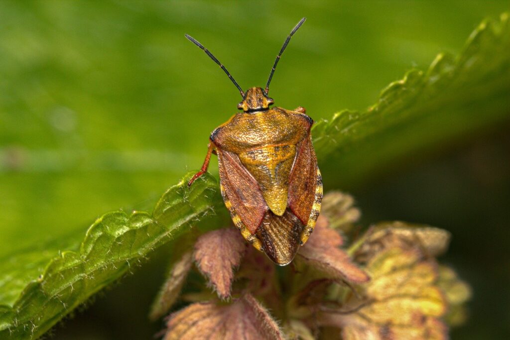 bug on Assateague Island, insect, stink bug, brown with yellow stink bug-8191515.jpg